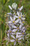 Atlantic camas